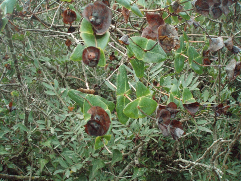 Image of Lonicera implexa specimen.