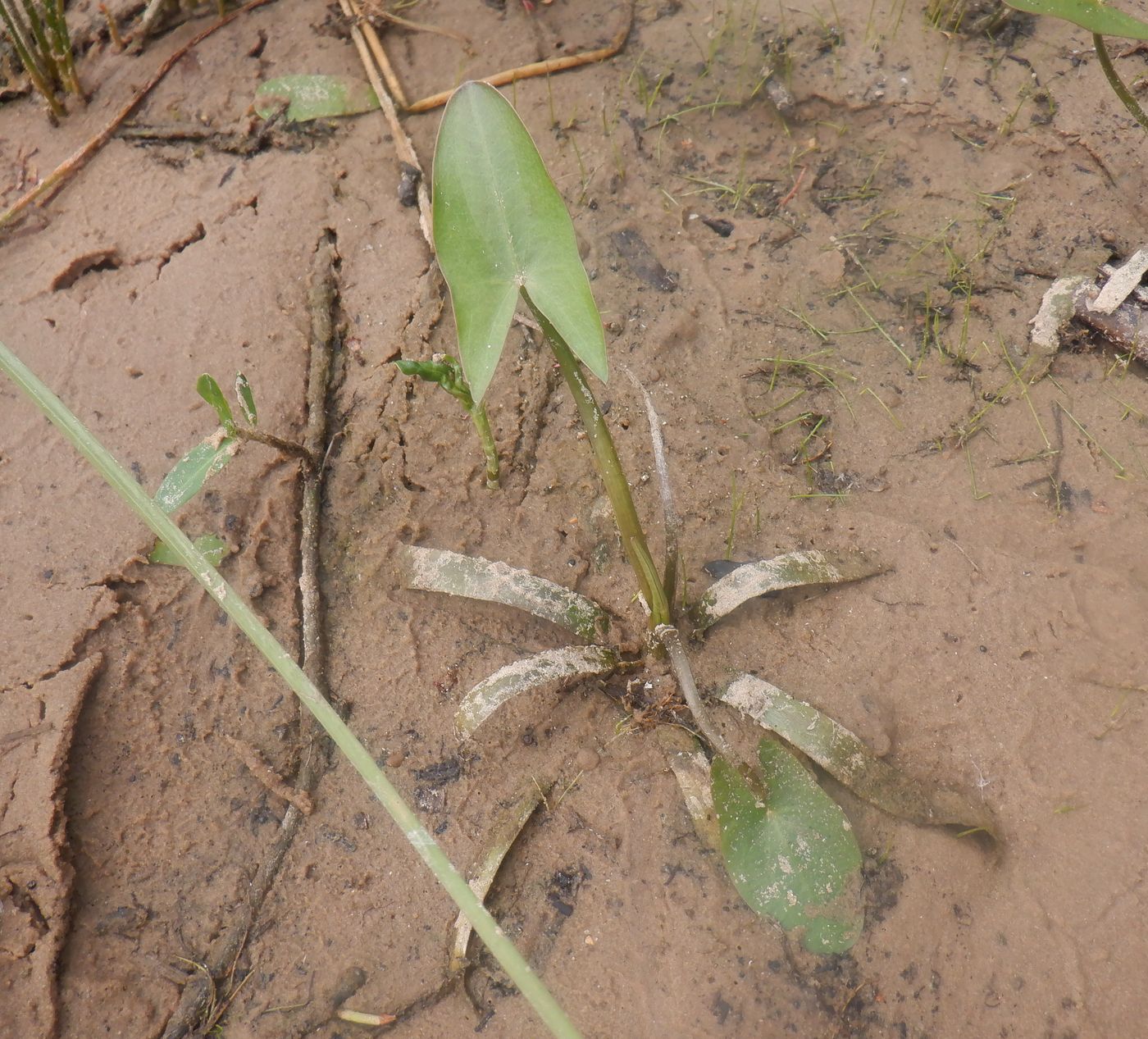 Изображение особи Sagittaria sagittifolia.