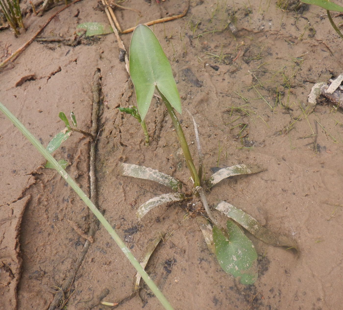 Image of Sagittaria sagittifolia specimen.