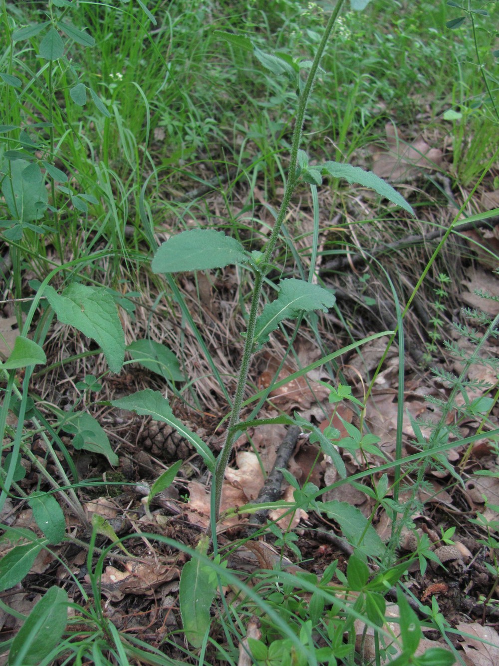 Image of Campanula charadzae specimen.