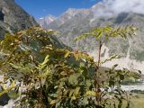 Sorbus aucuparia. Ветви. Кабардино-Балкария, Черекский р-н, Кабардино-Балкарский высокогорный заповедник, Мижиргийское ущелье, ≈ 2350 м н.у.м., отложенная боковая морена, субальпийский луг. 17.08.2021.