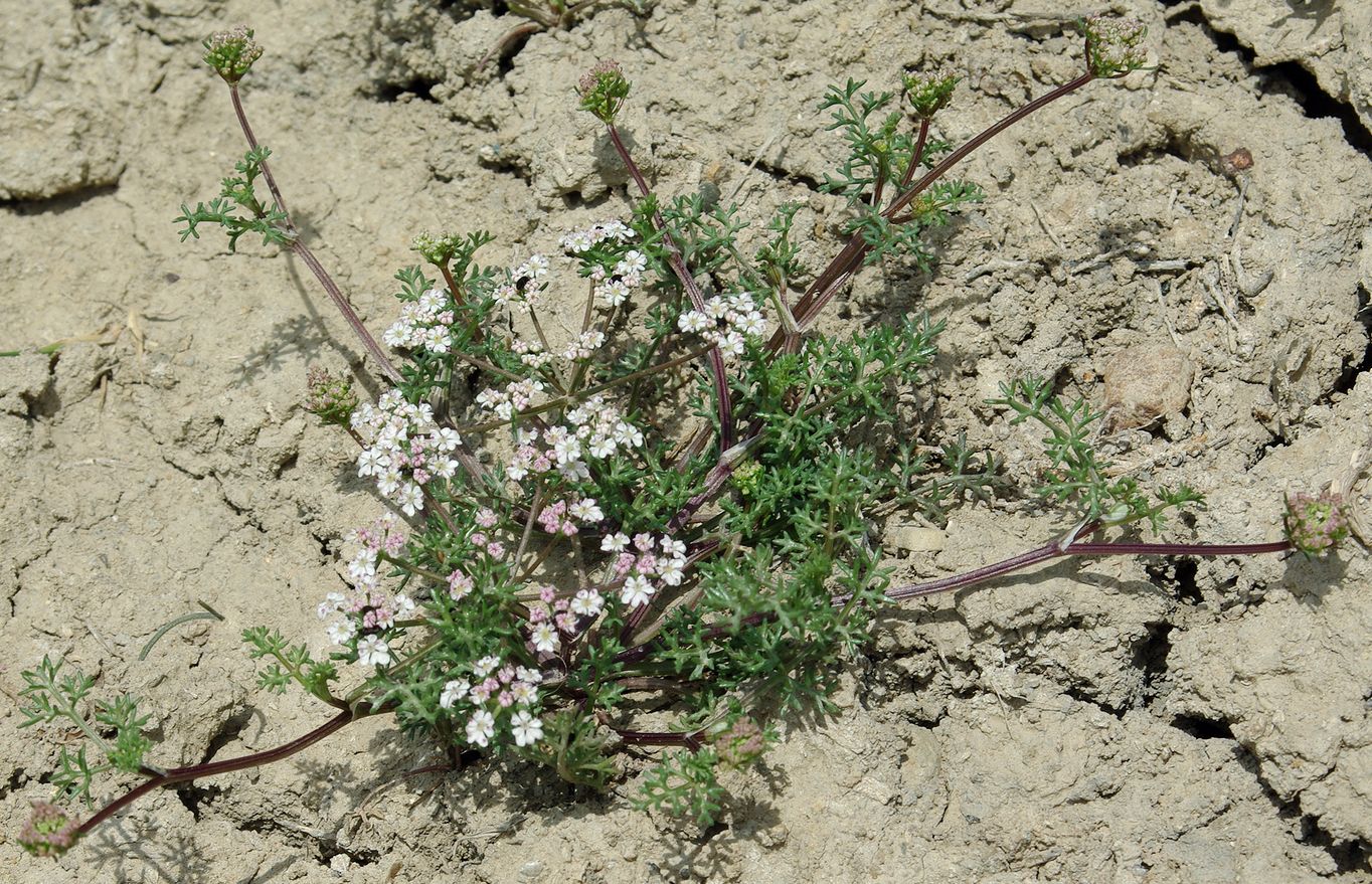 Изображение особи Bunium cylindricum.