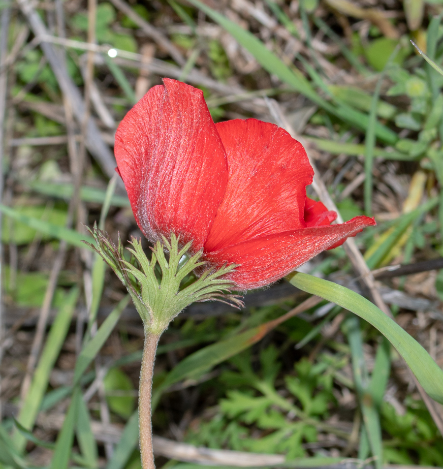 Image of Anemone coronaria specimen.