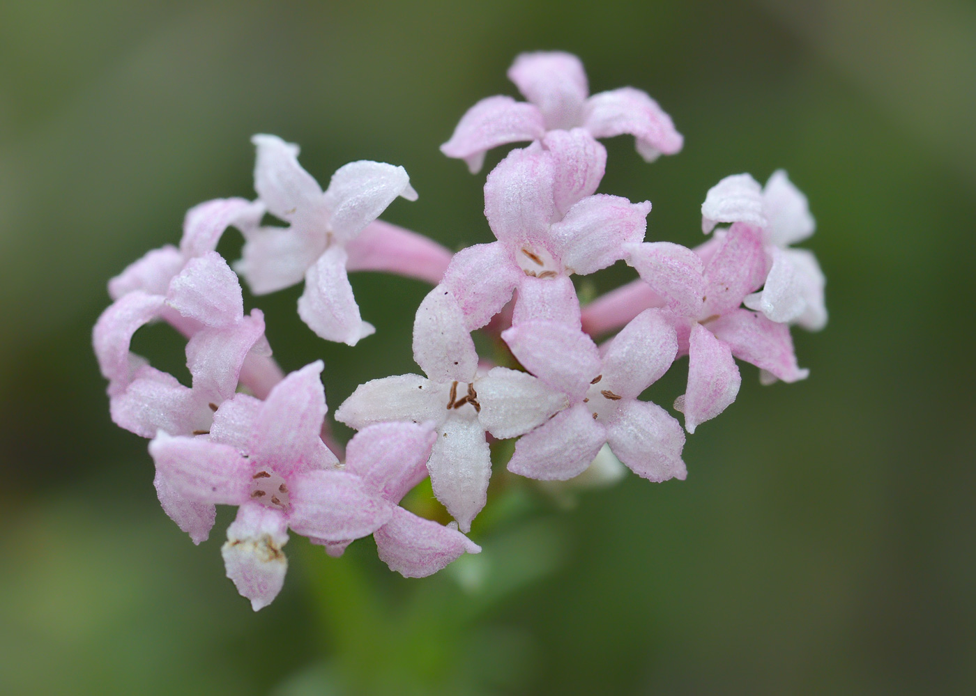 Image of Asperula supina specimen.