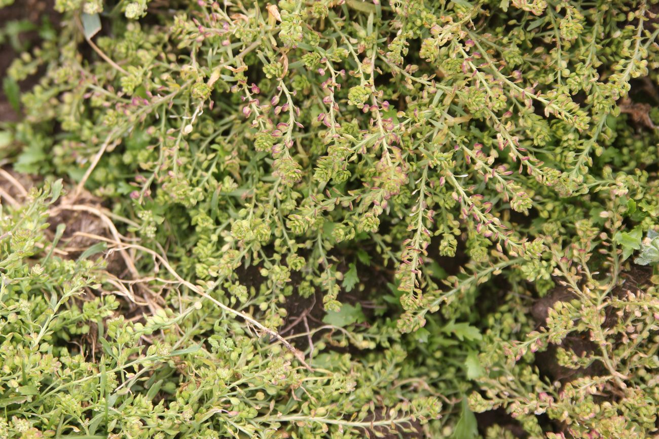 Image of Lepidium apetalum specimen.