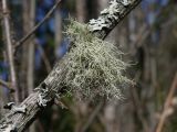 genus Usnea