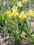 Iris pumila