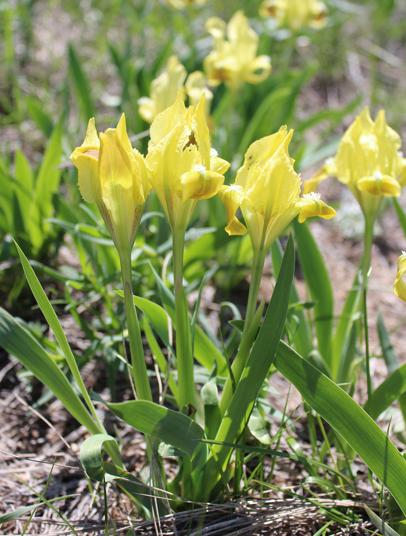 Image of Iris pumila specimen.