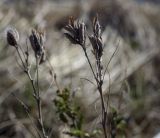 Astragalus cornutus