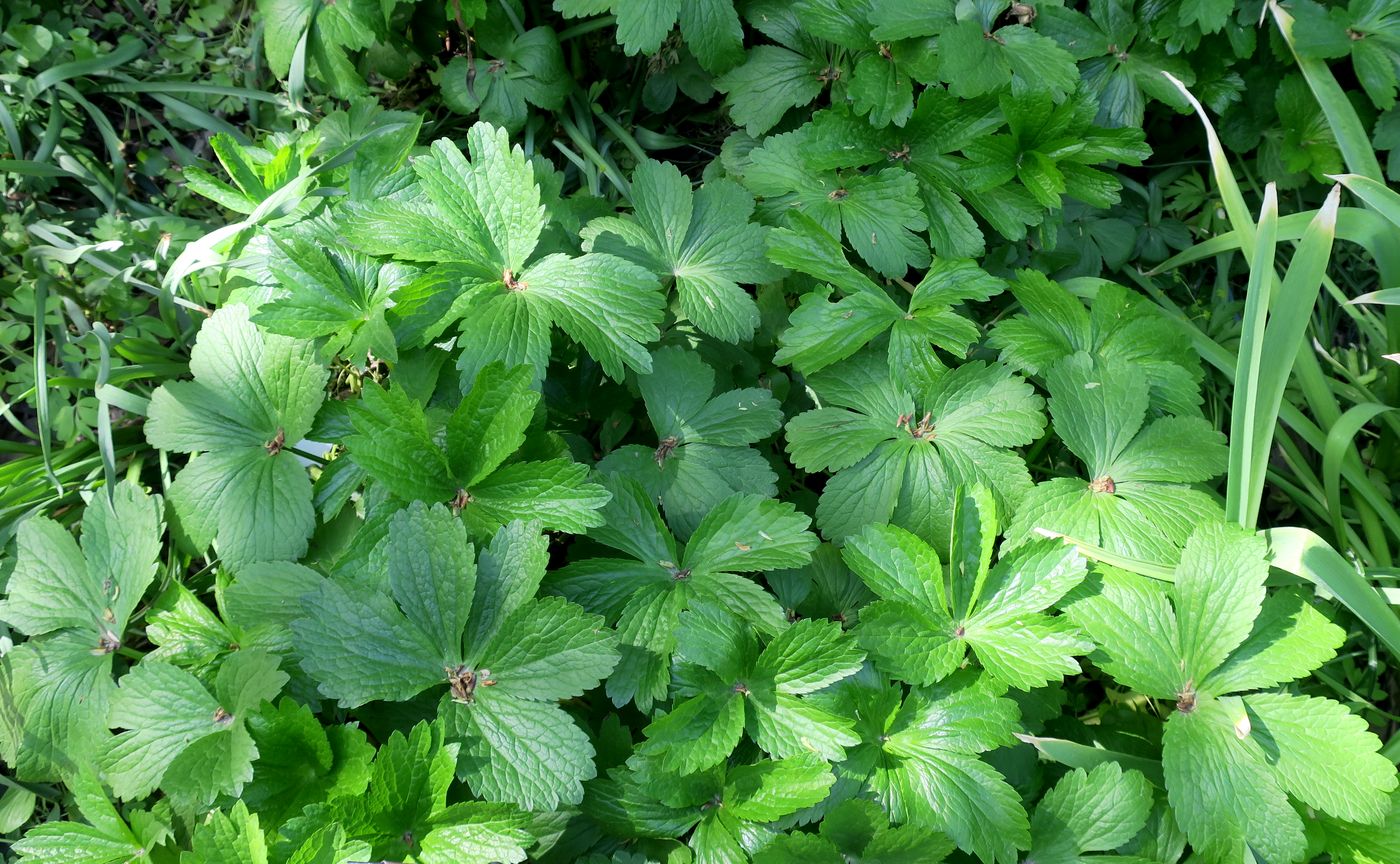 Image of Astrantia maxima specimen.