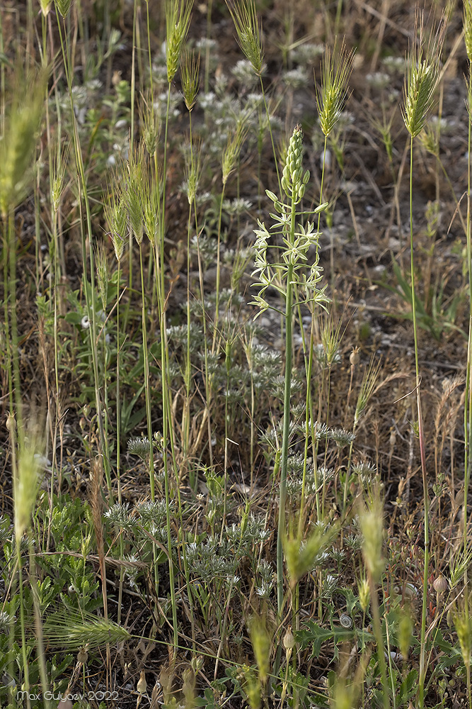 Изображение особи Ornithogalum pyrenaicum.