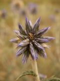 Echinops ruthenicus. Соцветие. Казахстан, Актюбинская обл., зимовка Таскора (по топооснове 200k - L40-05). 7 июля 2010 г.