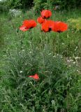 genus Papaver. Цветущие растения. Армения, обл. Арагацотн, окр. с. Тегер, ≈ 1700 м н.у.м., луговой склон. 20.06.2022.