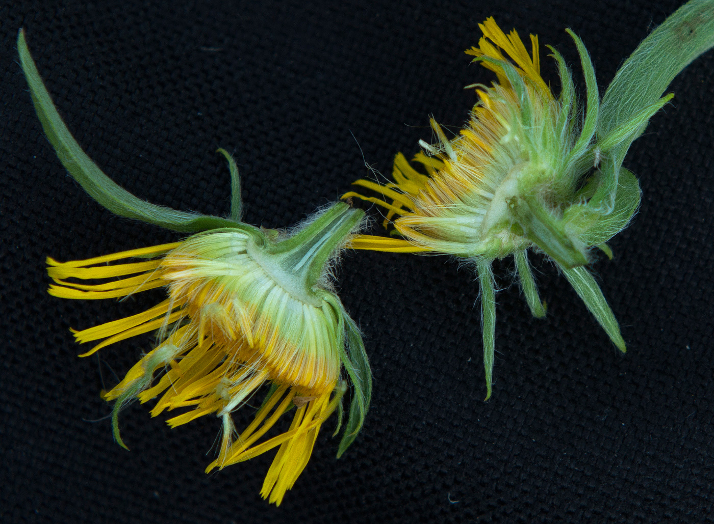 Image of Inula britannica specimen.