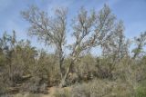 Haloxylon aphyllum. Дерево высотой около 6 м. Узбекистан, Бухарская обл., окр. Караулбазара, черно-саксауловое редколесье. 5 мая 2022 г.