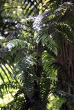 класс Polypodiopsida. Вегетирующее растение. Новая Зеландия, Северный остров, р-н Нортленд, национальный парк \"Waipoua\". 18.12.2013.
