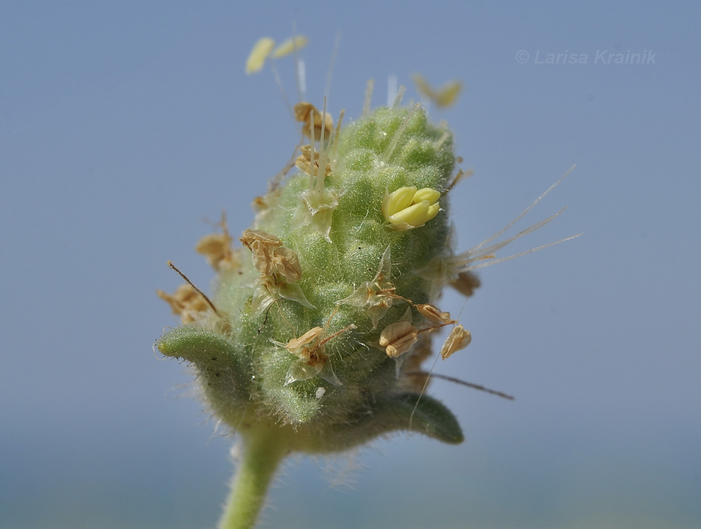 Image of Plantago arenaria specimen.