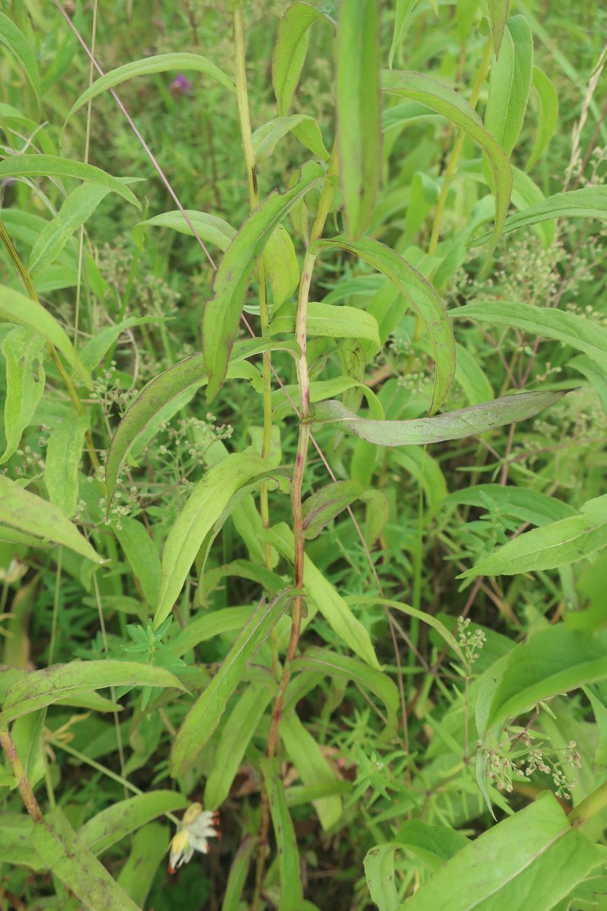 Image of Inula salicina specimen.