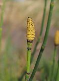 Equisetum ramosissimum