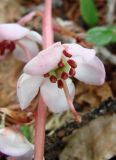 Pyrola incarnata