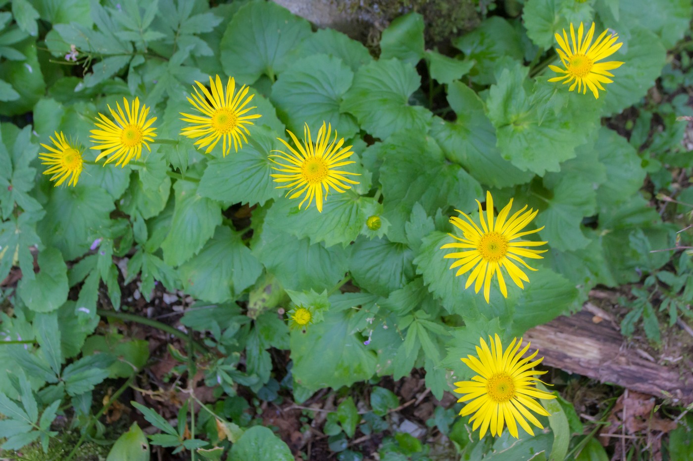 Image of Doronicum orientale specimen.