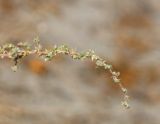 Salsola turkestanica. Верхушка веточки с плодами. Узбекистан, Ферганская обл., Язъяванский р-н, Язъяванские пески, частично закреплённые дюны. 17 сентября 2022 г.