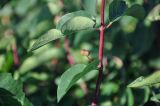 Lonicera tatarica. Часть ветви с незрелым соплодием. Алтайский край, Змеиногорский р-н, восточный берег оз. Колыванское, заросли кустарников у воды. 27.06.2022.