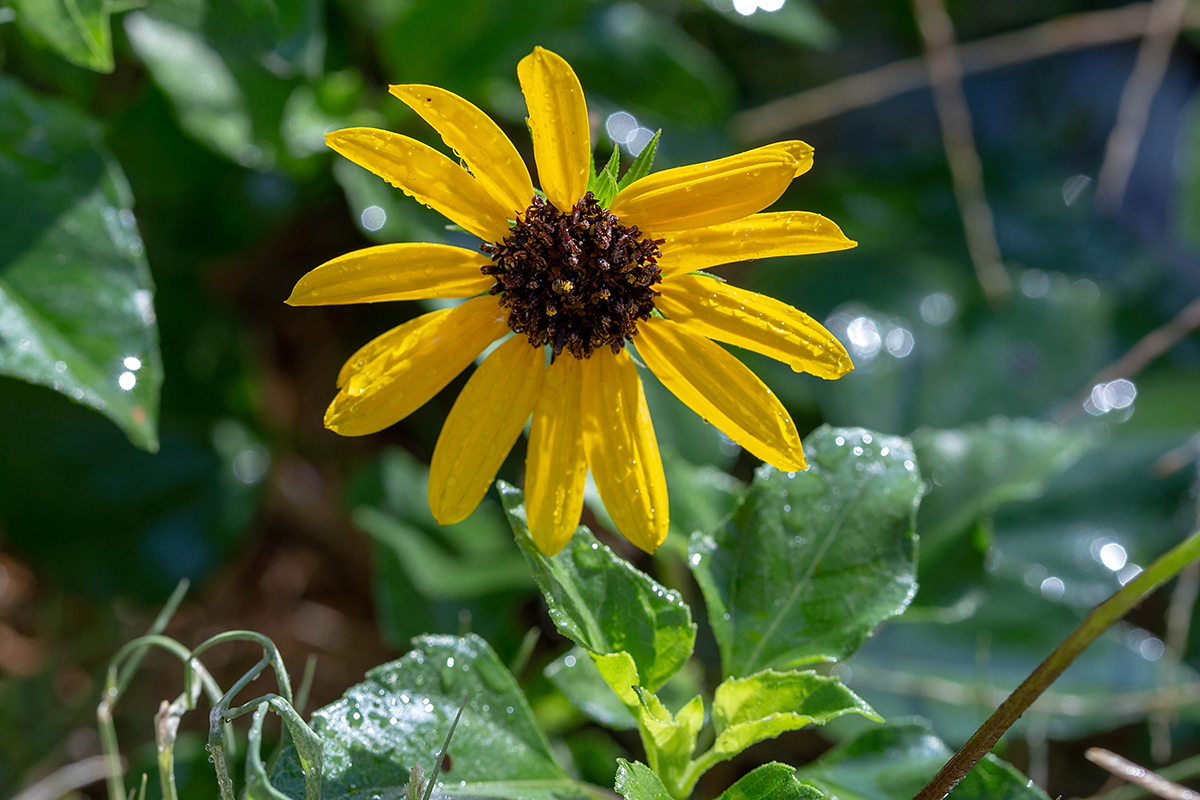 Изображение особи Helianthus debilis.