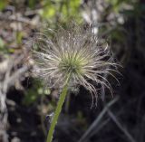 Pulsatilla uralensis. Плод. Пермский край, Кунгурский р-н, правый берег р. Сылва, ур. Камень Ермак, берёзово-сосновый лес, опушка. 04.06.2022.