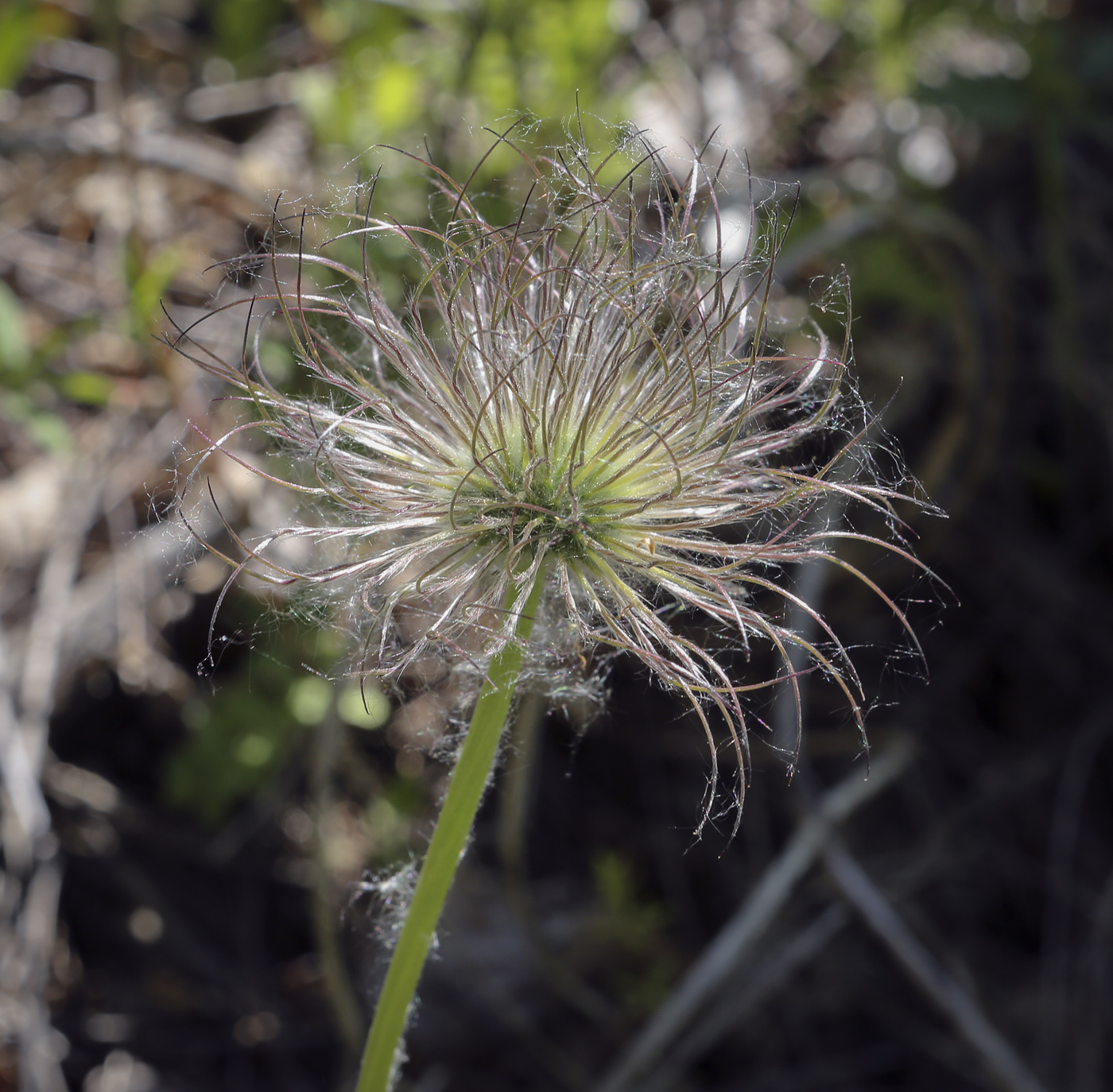 Изображение особи Pulsatilla uralensis.