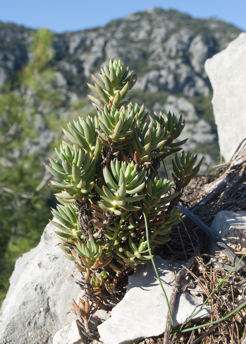 Image of genus Sedum specimen.