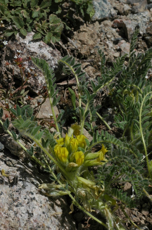 Image of Astragalus lithophilus specimen.