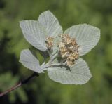 Sorbus aria. Верхушка побега с отцветающим соцветием. Ярославская обл., г. Переславль-Залесский, дендрологический парк им. С. Ф. Харитонова, в культуре. 12.06.2022.