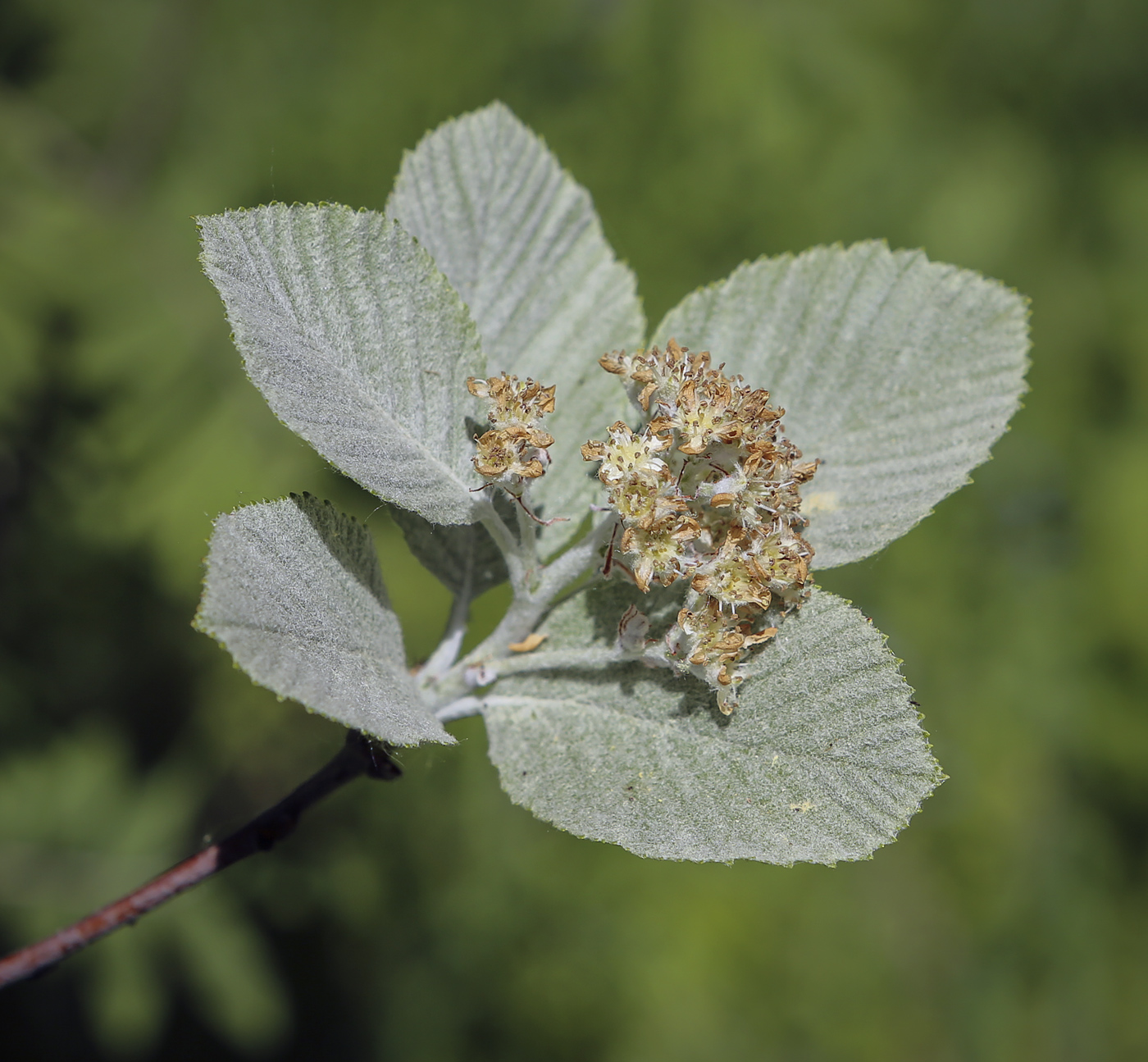 Image of Sorbus aria specimen.