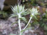 Carlina biebersteinii
