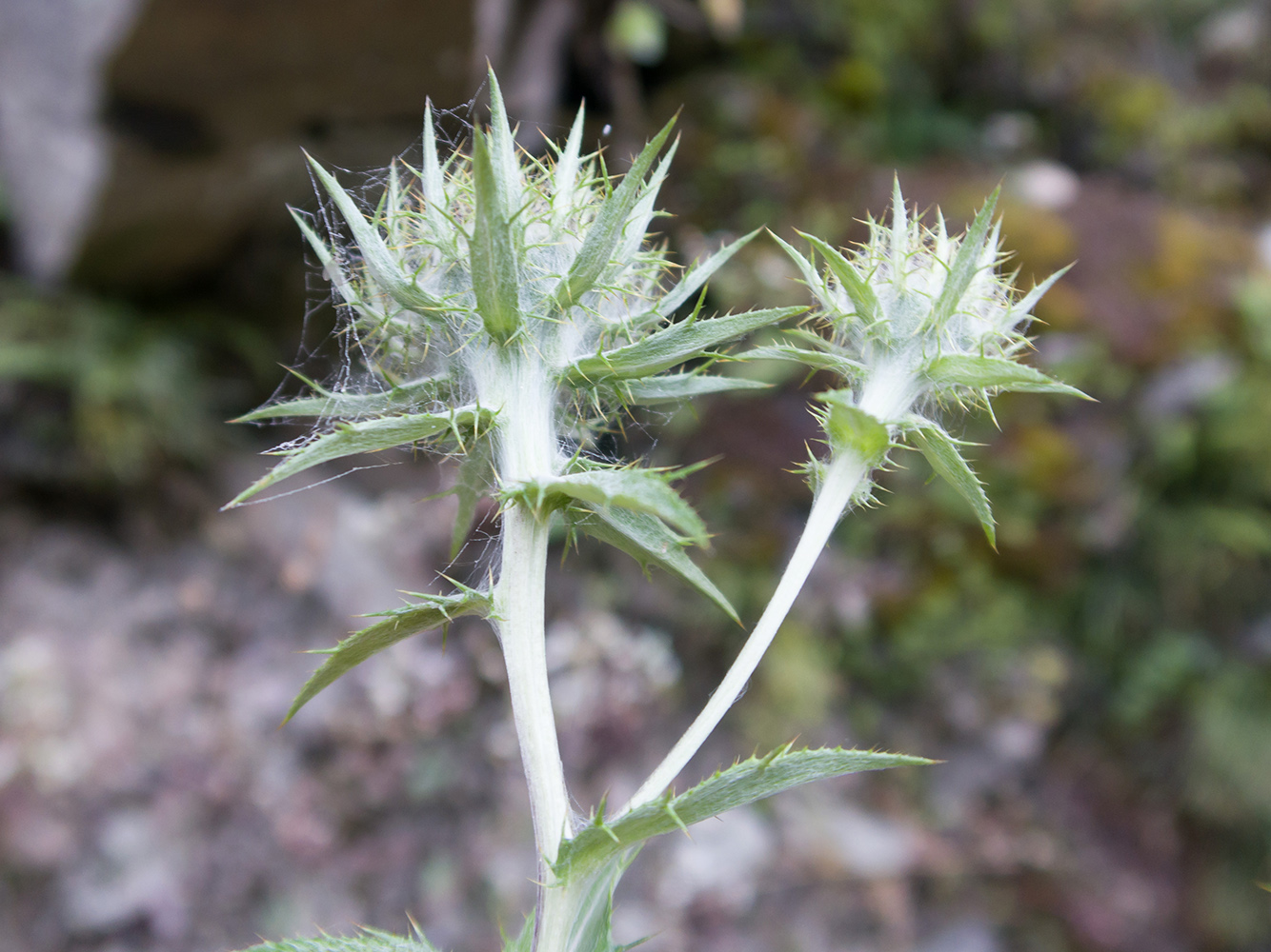 Изображение особи Carlina biebersteinii.