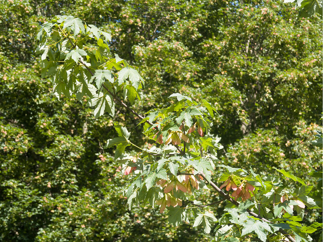 Image of Acer trautvetteri specimen.