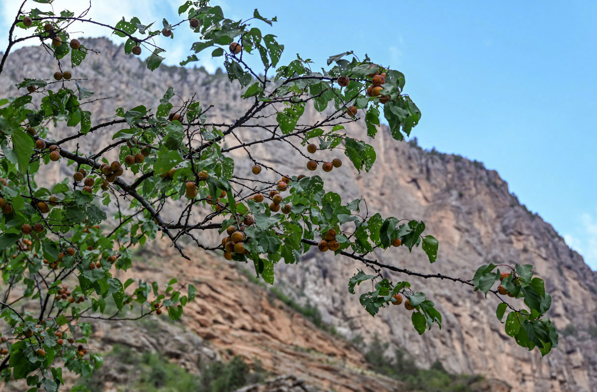 Изображение особи Armeniaca vulgaris.