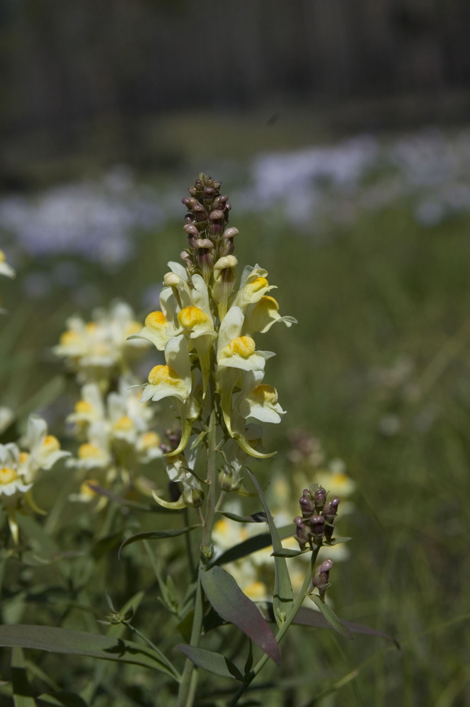 Image of Linaria melampyroides specimen.