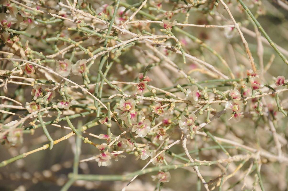 Изображение особи Haloxylon persicum.