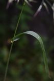 Festuca gigantea