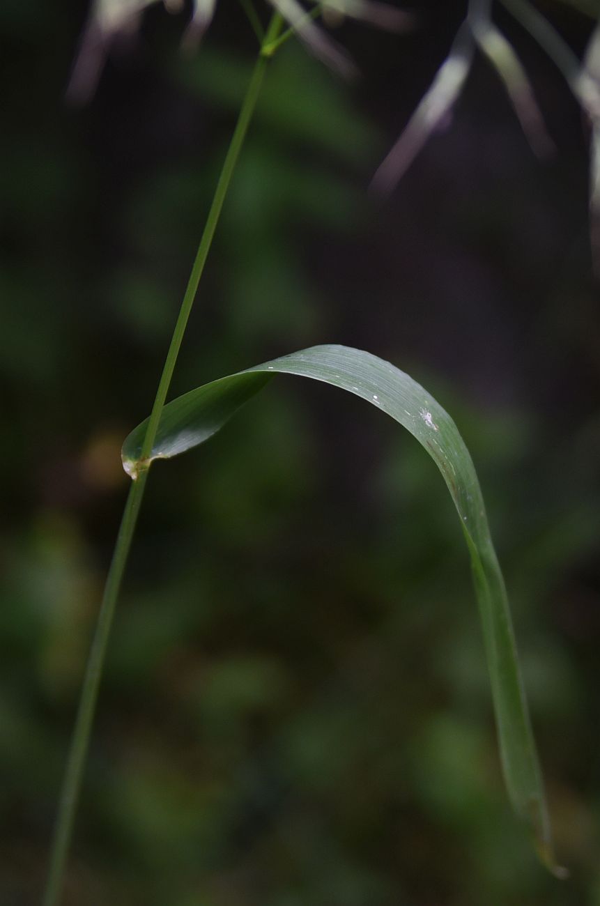 Изображение особи Festuca gigantea.