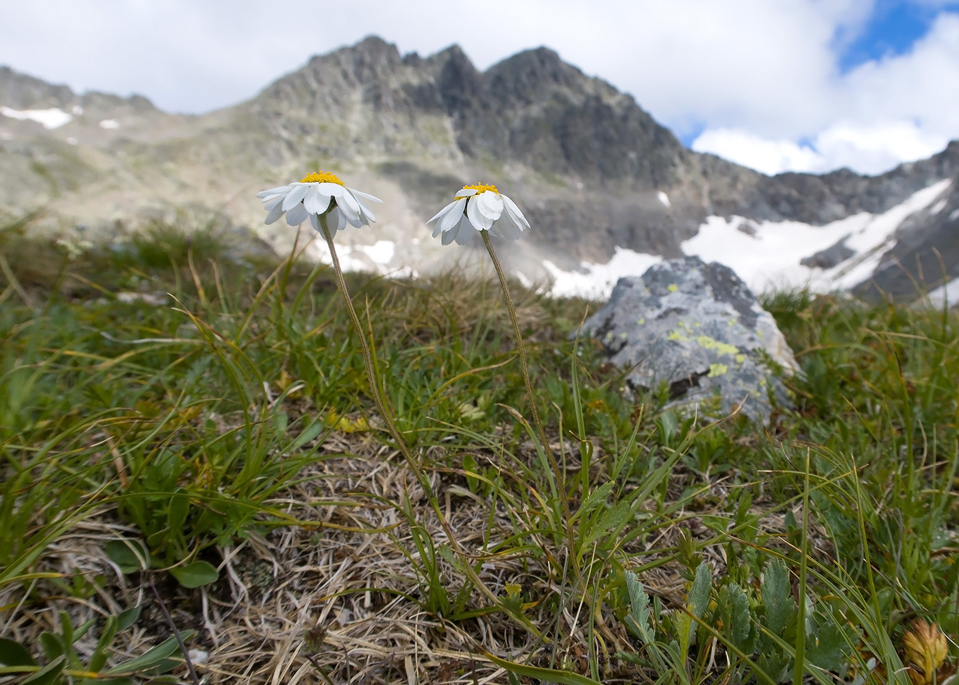 Изображение особи Anthemis saportana.