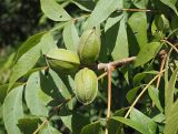 Carya illinoinensis