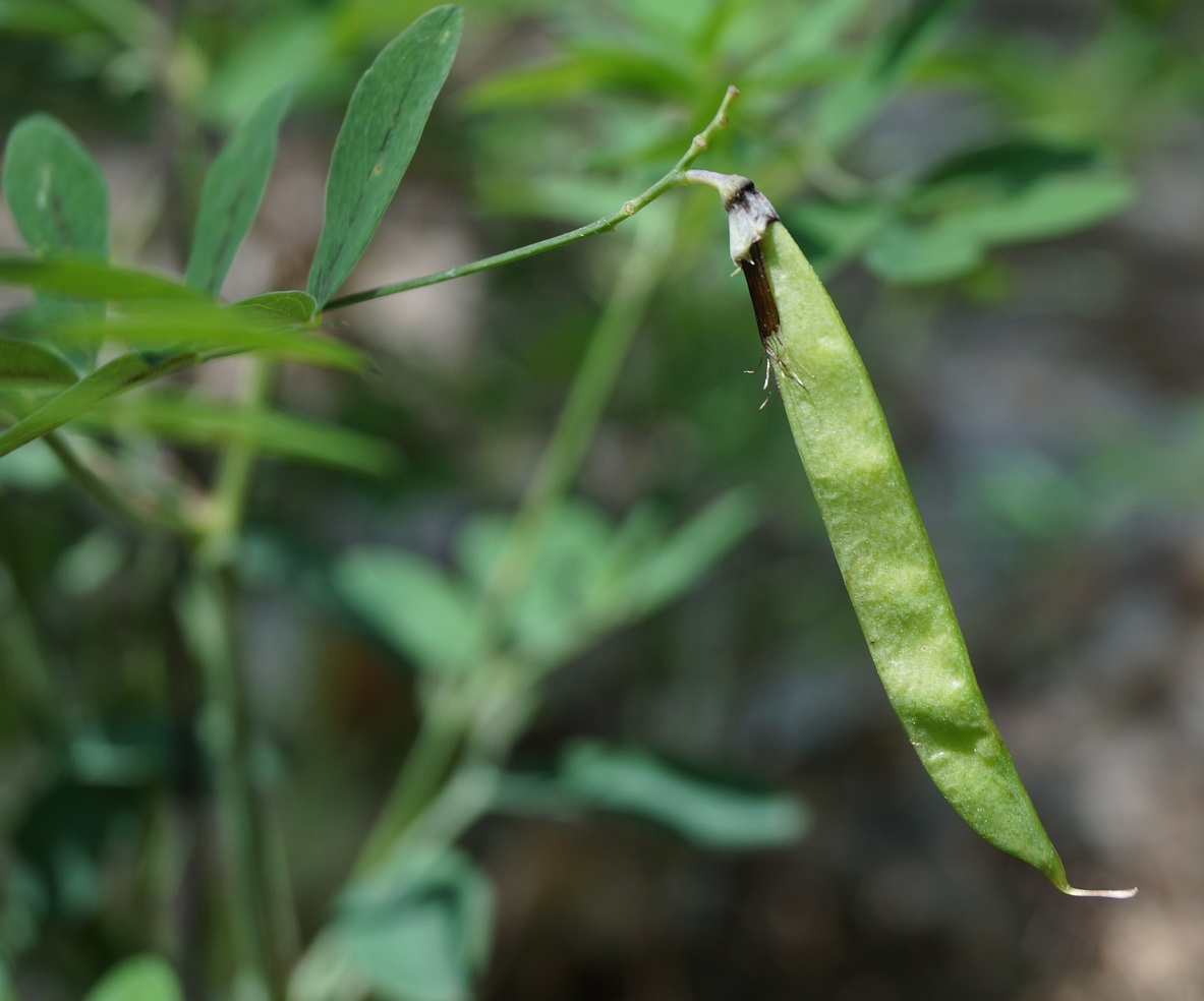 Image of Lathyrus niger specimen.
