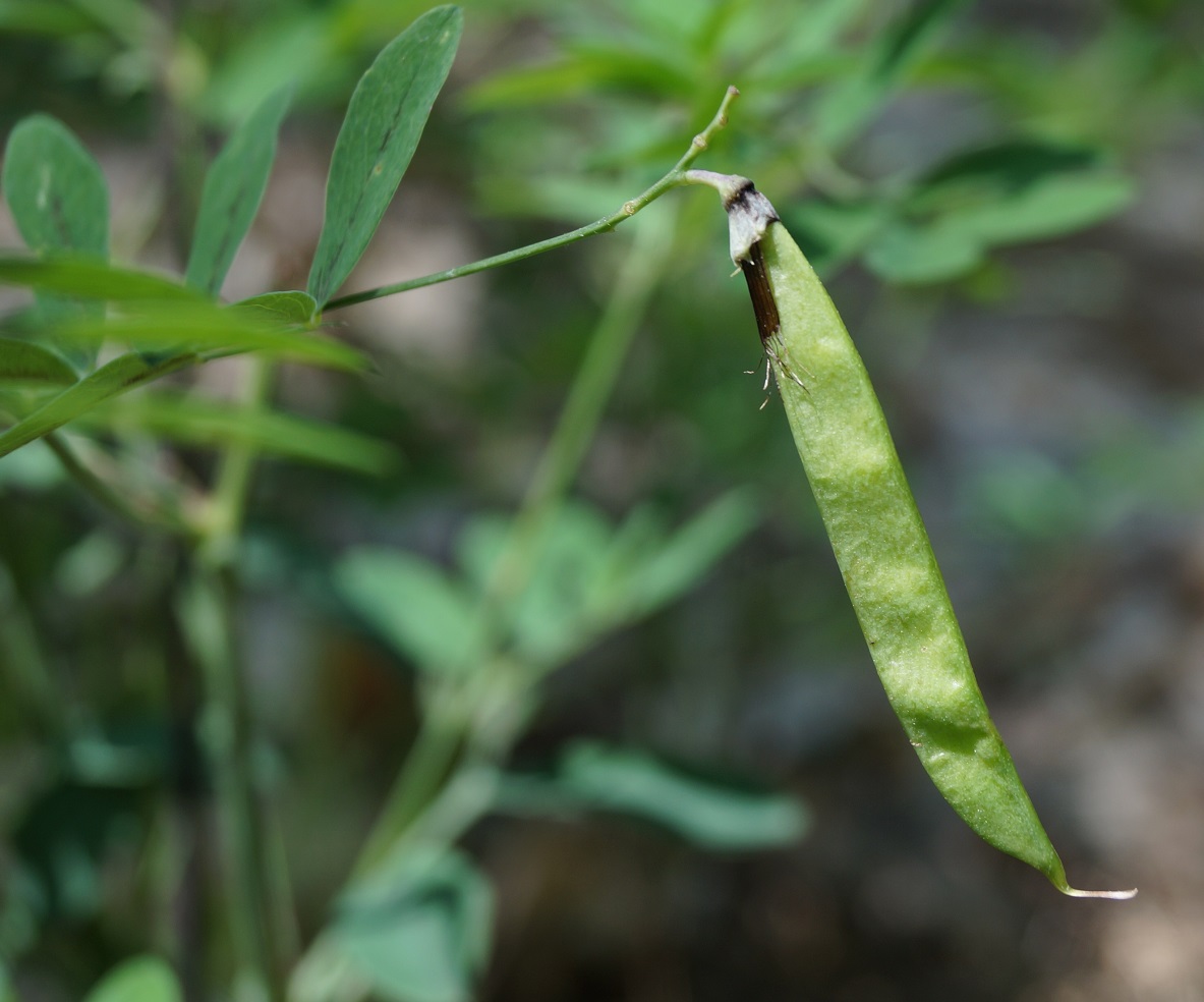 Изображение особи Lathyrus niger.