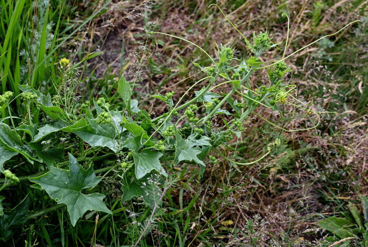 Image of Bryonia alba specimen.