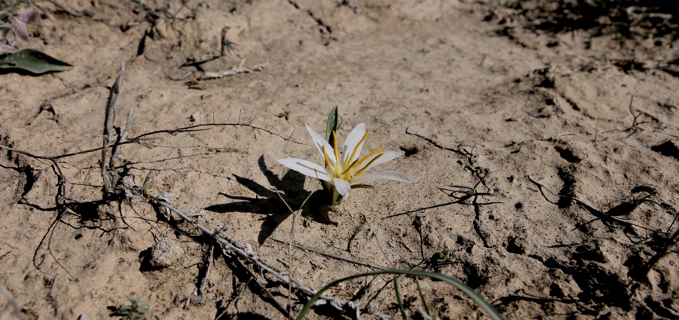 Image of Merendera robusta specimen.