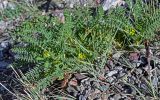 Astragalus lithophilus