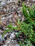 Hedysarum branthii. Верхушка побега с соплодием. Хабаровский край, р-н им. Полины Осипенко, хр. Дуссе-Алинь, окр. оз. Горное, ≈ 1300 м н.у.м., каменистый склон. 21.07.2021.